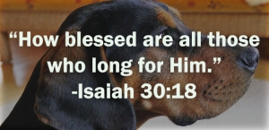 Spiritual Lessons From My Dog Beau
